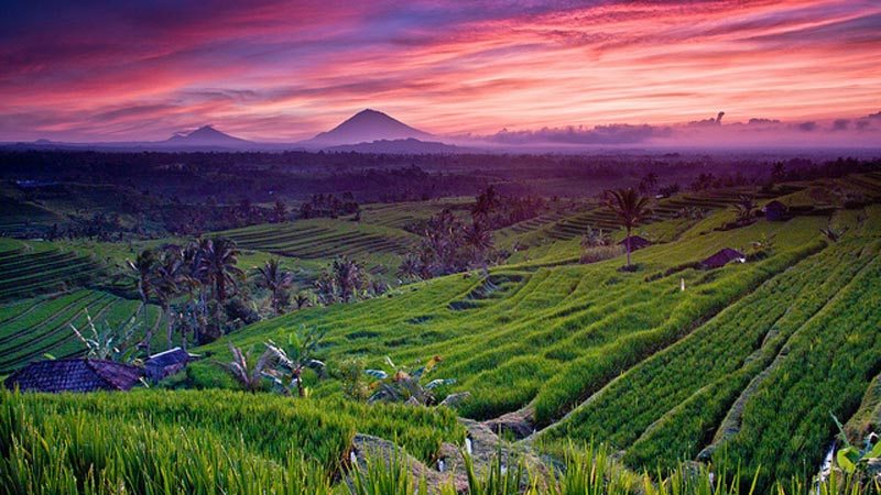 helicopter-sightseeing-Bali-sawah